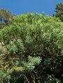 Une euphorbe arborescente.