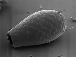 Euglypha sp. (Cercozoa : Euglyphida)