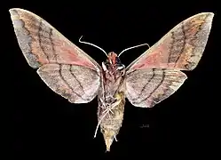 Face ventrale de la femelle (coll.MHNT)