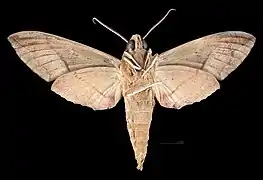 Eumorpha vitis fuscatusRevers du mâle(coll.MHNT)