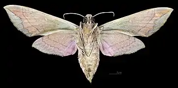 Revers de la femelle (coll.MHNT)