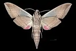 Revers du mâle (coll.MHNT)