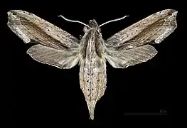 Avers de la femelle (coll.MHNT)