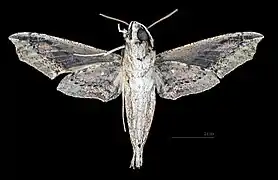 Revers du mâle (coll.MHNT)