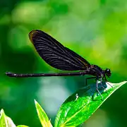 Euphaea masoni femelle