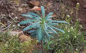Feuilles de l'Euphorbe characias dans la Forêt domaniale de Sète.
