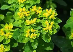 Euphorbia epithymoides 'Lacy'.