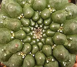 Euphorbia gymnocalycioides (es).