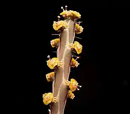 Euphorbia sebsebei (sv).