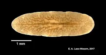 Euplana gracilis, un Euplanidae