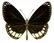 Euploea alcathoe
