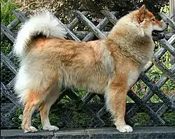 Eurasier