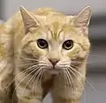 Un european shorthair red silver tabby.