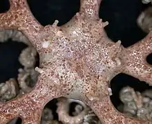 Disque central et ses tubercules