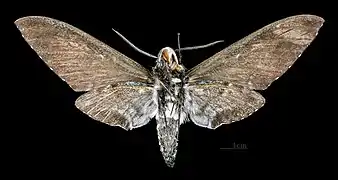 Euryglottis dognini femelle, revers (coll.MHNT)