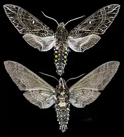 Euryglottis guttiventris.