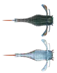 Eurypterus sp. (Eurypteridae), vue dorsale et ventrale