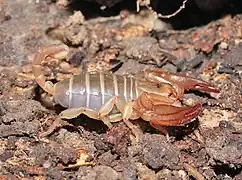Euscorpius balearicus
