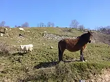 Un petit cheval brun perdant son poil.