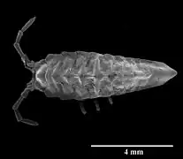 Eusymmerus antennatus