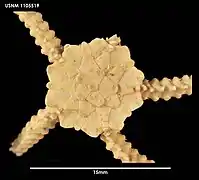 Euvondrea floretta (USNM).