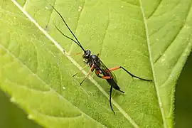 Exetastes calobatus femelle.