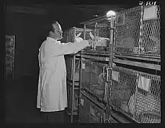 Cages à lapins de laboratoire en 1941 (États-Unis)