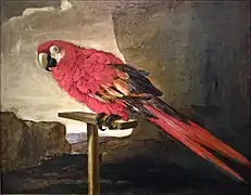 Ara sur son perchoir (peinture du XVIIe siècle)