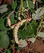 Un extatosoma tiaratum au zoo de Karlsruhe.