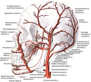 Artère carotide externe avec ses branches.