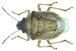 Eysarcoris ventralis.