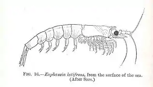 Pseudeuphausia latifrons