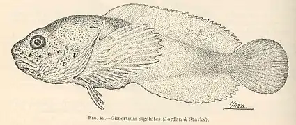 Psychrolutes sigolutes