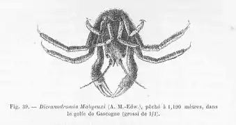 Dicranodromia Mahyeuxi (Homolodromiidae)