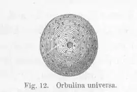 Orbulina universa.