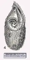 Fabrea salina Henneguy, 1890(d'après Kahl 1932).