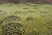 La photo montre des cercles esquissés sur un tapis d'herbes ou de lichen.