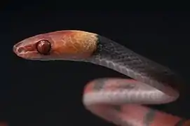 Siphlophis compressus, un Dipsadidae