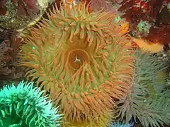 Pseudactinia flagellifera