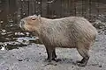Capybara.