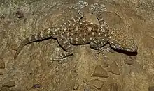 Ptyodactylus hasselquistii