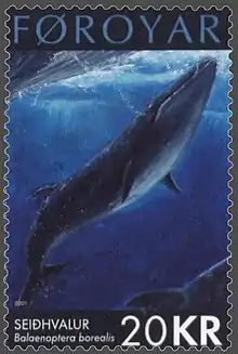 Balaenoptera borealis.