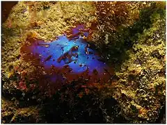 Fauchea laciniata (Faucheaceae).