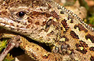 Femelle de lézard Lacerta agilis parasitée par des tiques ; dans ce cas, des bactéries pathogènes tels que les borrélies responsables de la maladie de Lyme ne peuvent se développer chez l'hôte (le lézard).