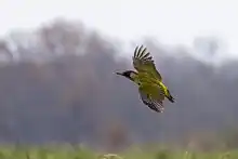 Photographie couleur d'un oiseau en vol. Il est majoritairement vert avec le dessus du croupion jaune, le bout des ailes noir tacheté de blanc, un masque noir autour des yeux et le dessus de la tête rouge.