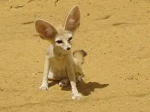Fennec.