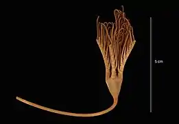 Feracrinus heinzelleri.