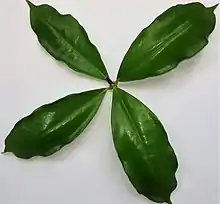 Fragment de rameau ; les feuilles sont réparties axialement autour de la tige.