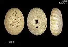 Fibularia volva (Fibulariidae)