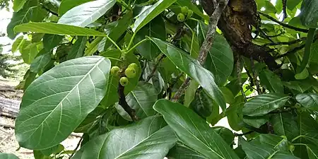 Feuilles et jeunes figues.